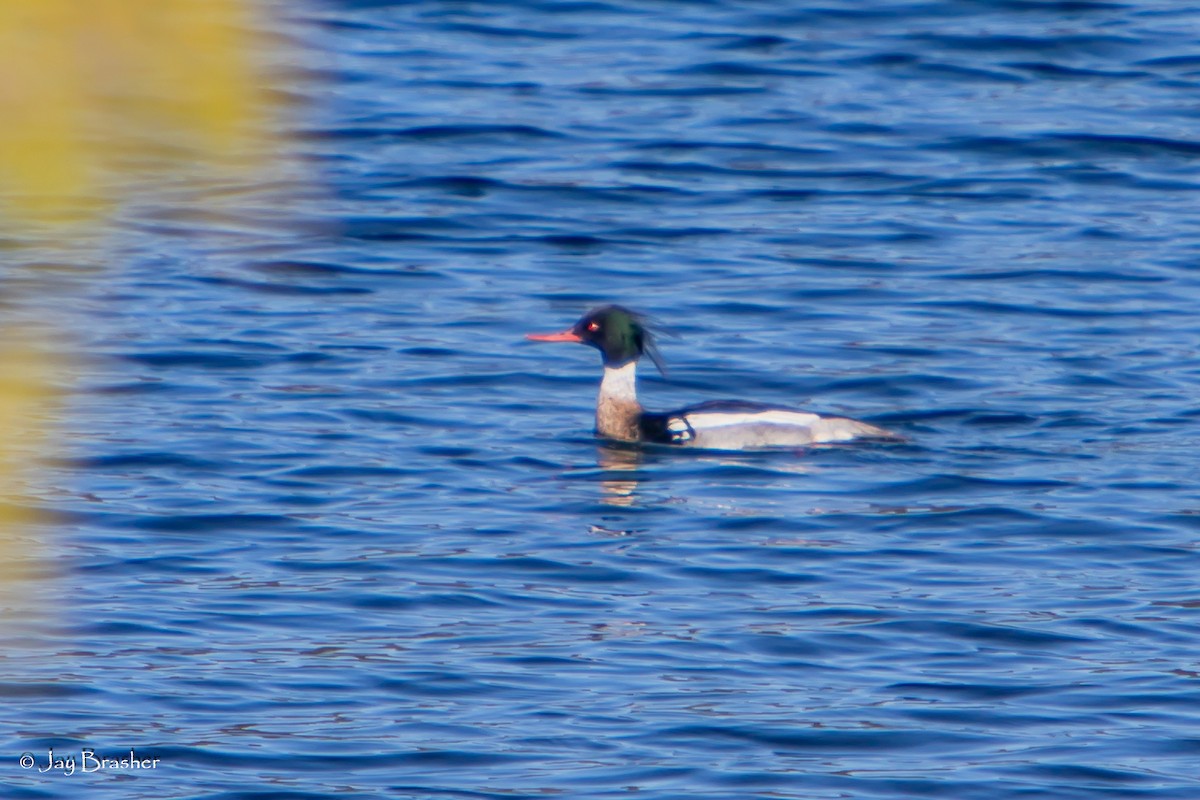 ウミアイサ - ML644496381