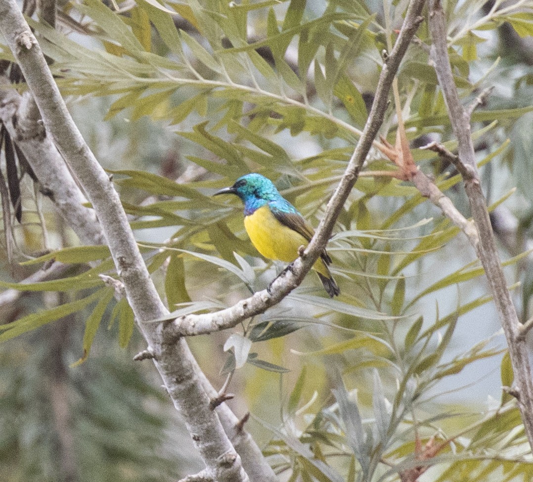 Collared Sunbird - ML644496399