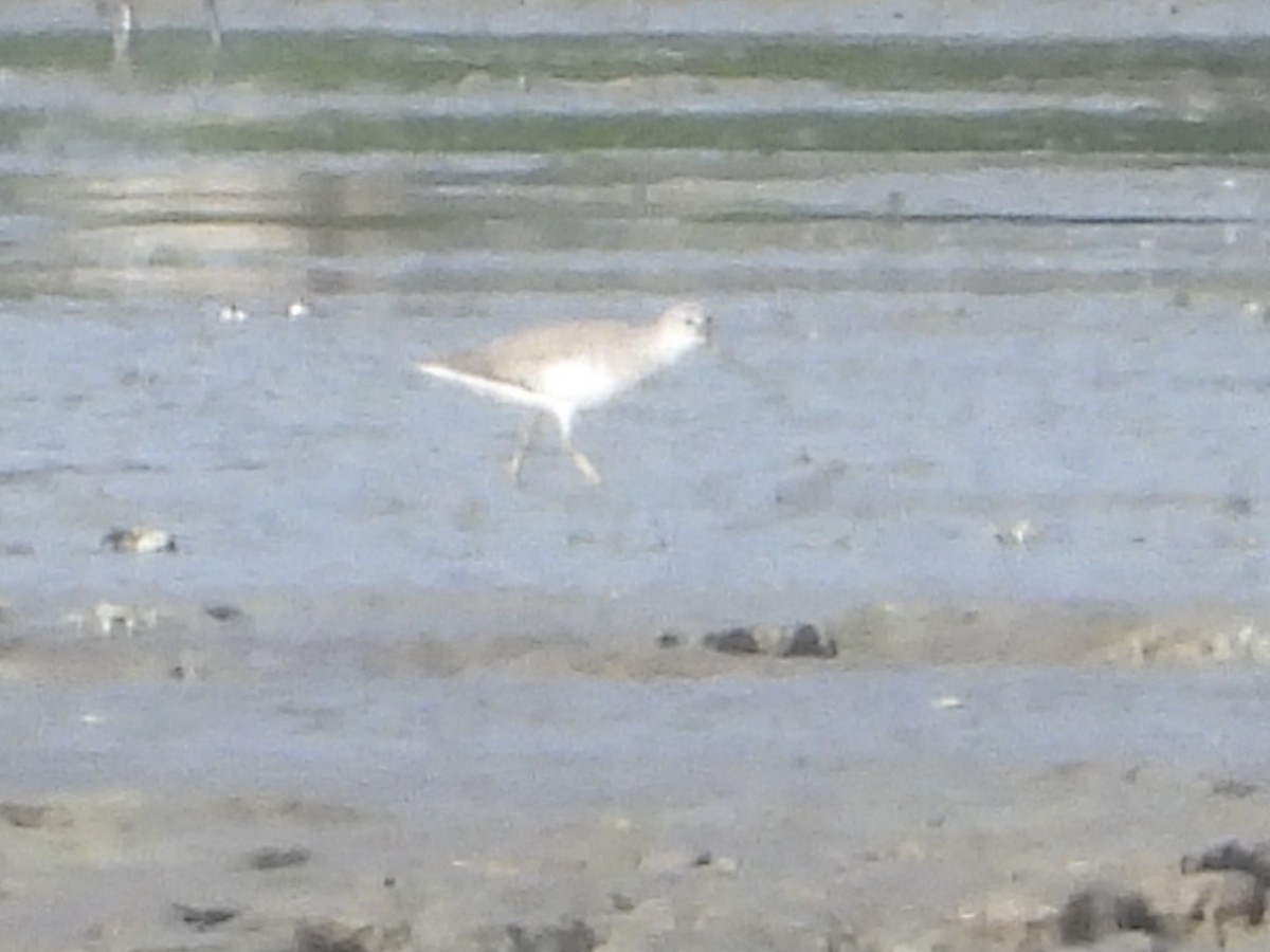 Terek Sandpiper - ML644496413