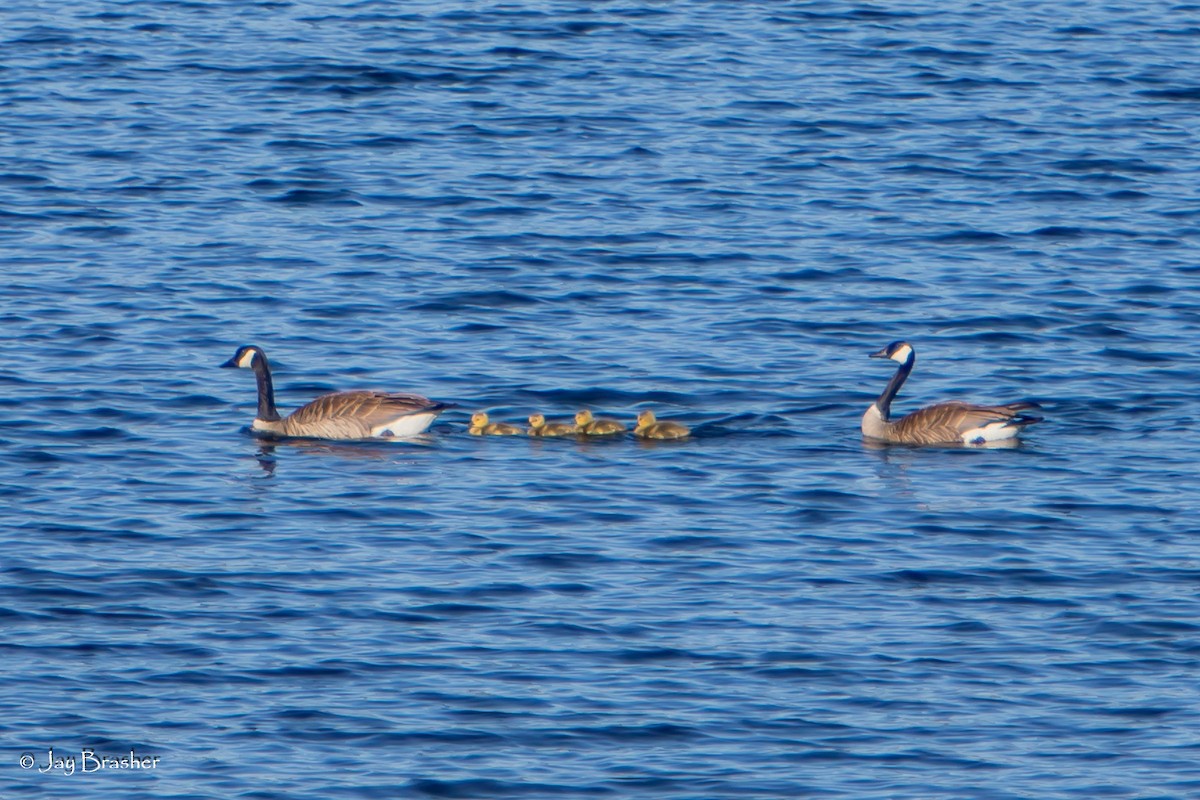 カナダガン - ML644496426