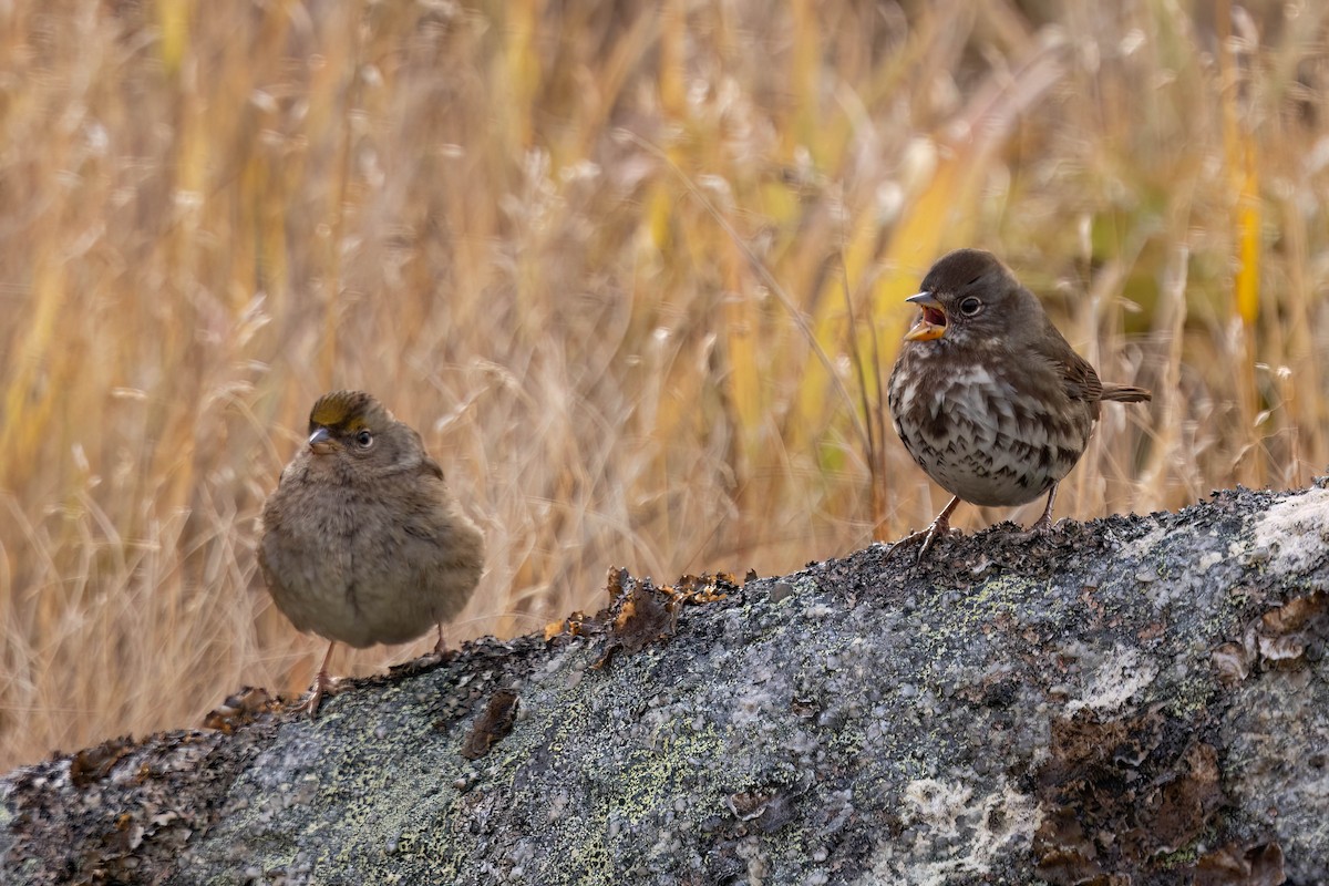 Golden-crowned Sparrow - ML644496442