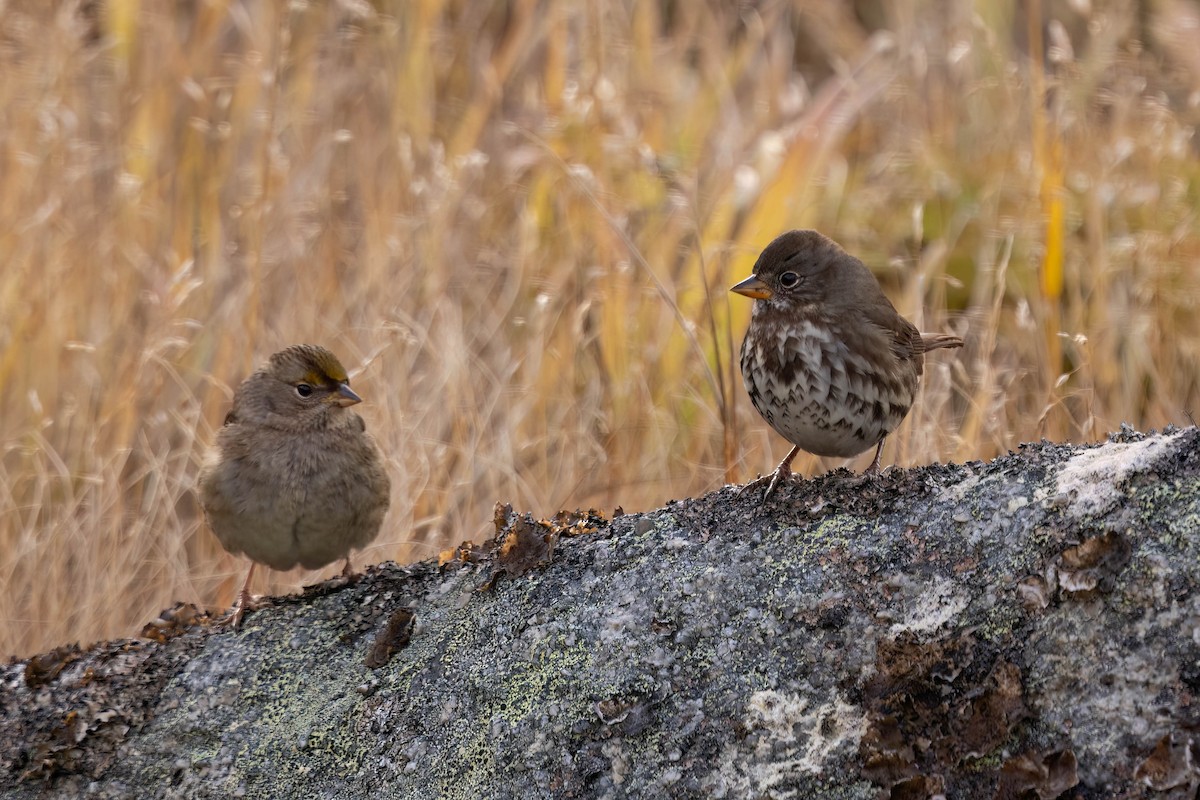Golden-crowned Sparrow - ML644496443