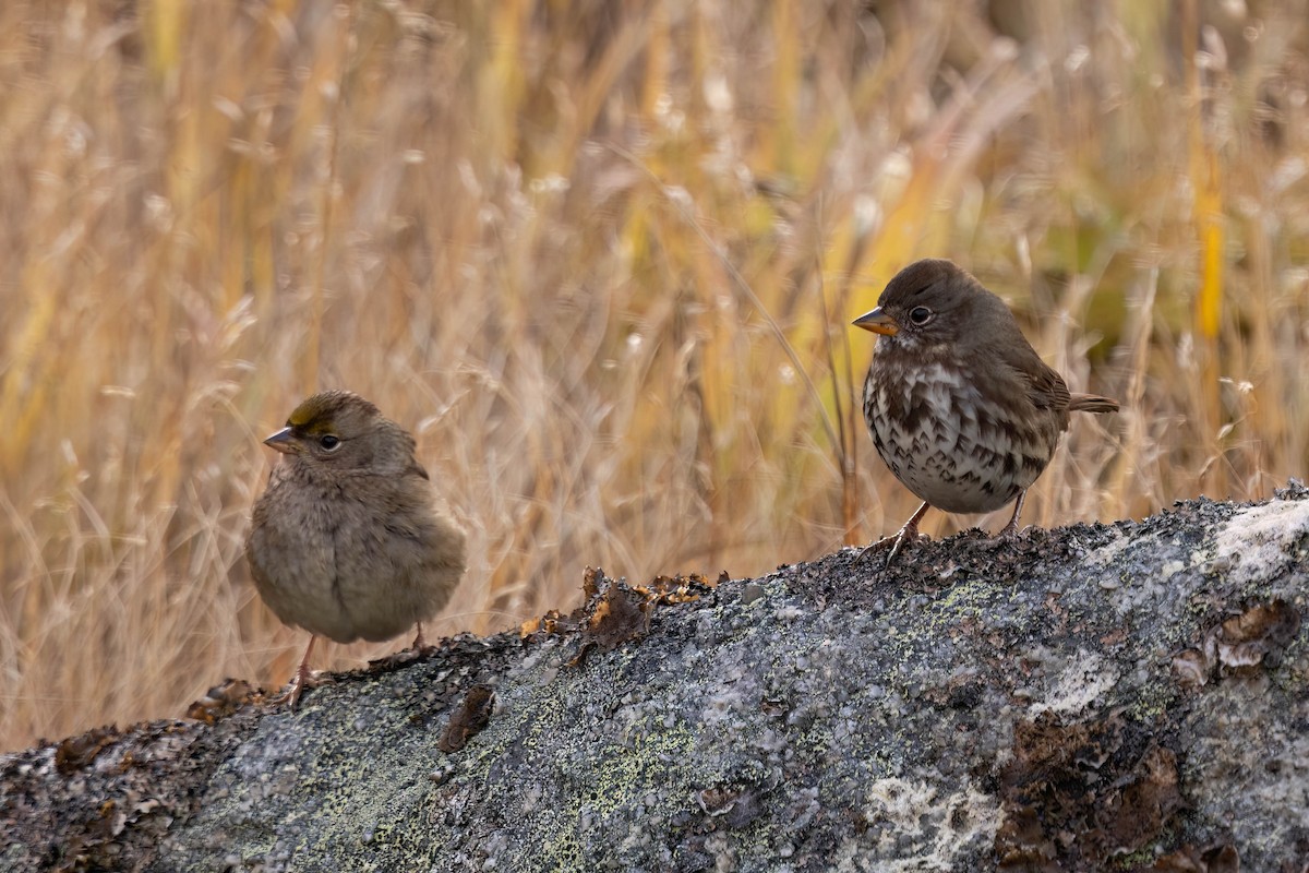 Golden-crowned Sparrow - ML644496444
