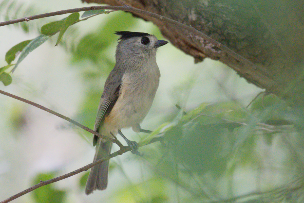 Black-crested Titmouse - ML644496445
