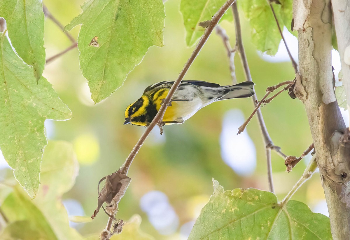 granparula - ML644496458