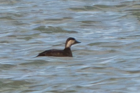 Black Scoter - ML644496481