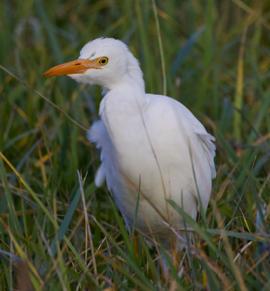 Western Cattle-Egret - ML644496482