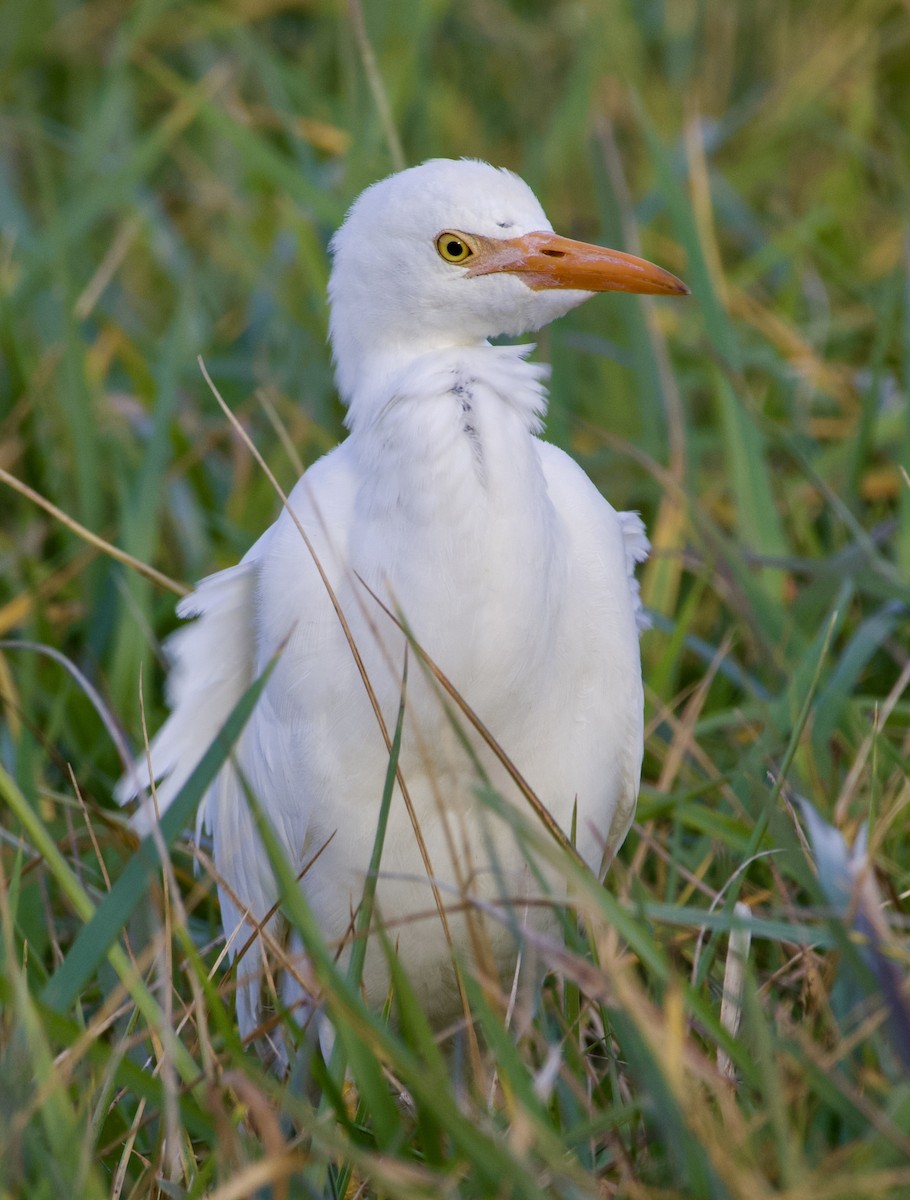 Western Cattle-Egret - ML644496483