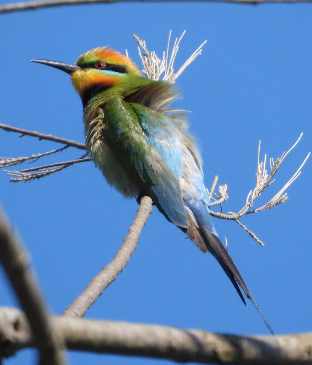 彩虹蜂虎 - ML644496488