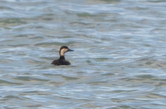 Black Scoter - ML644496492