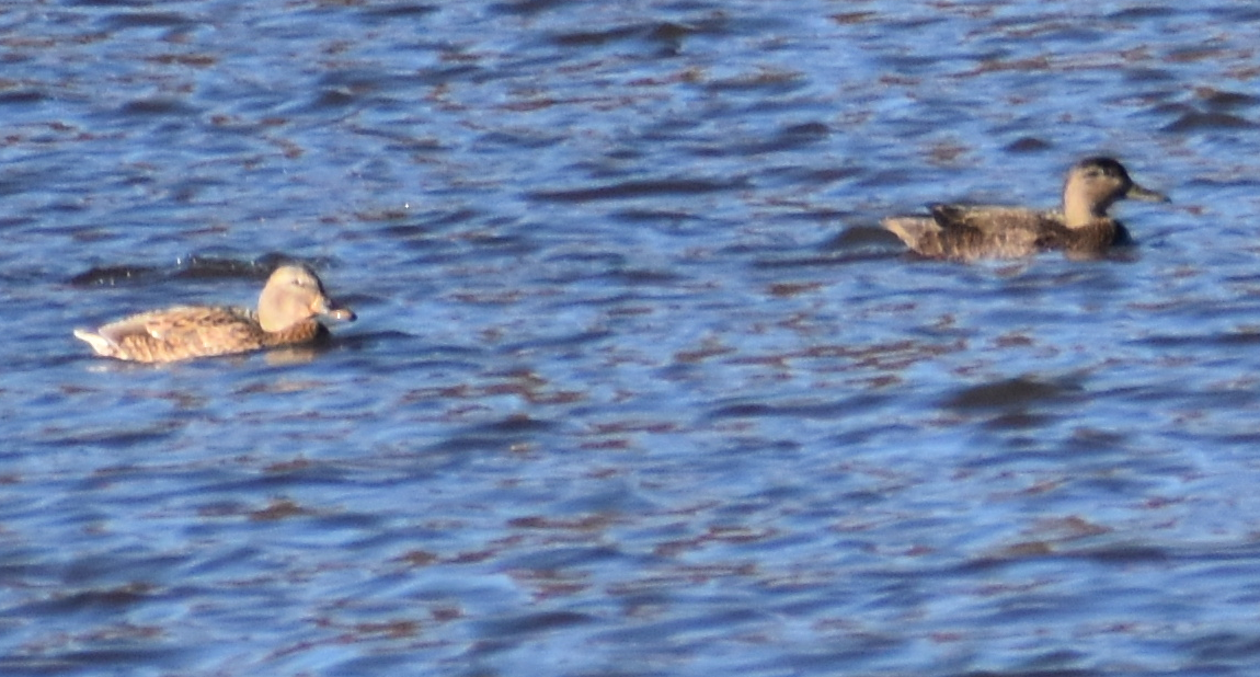 American Black Duck - ML644496503