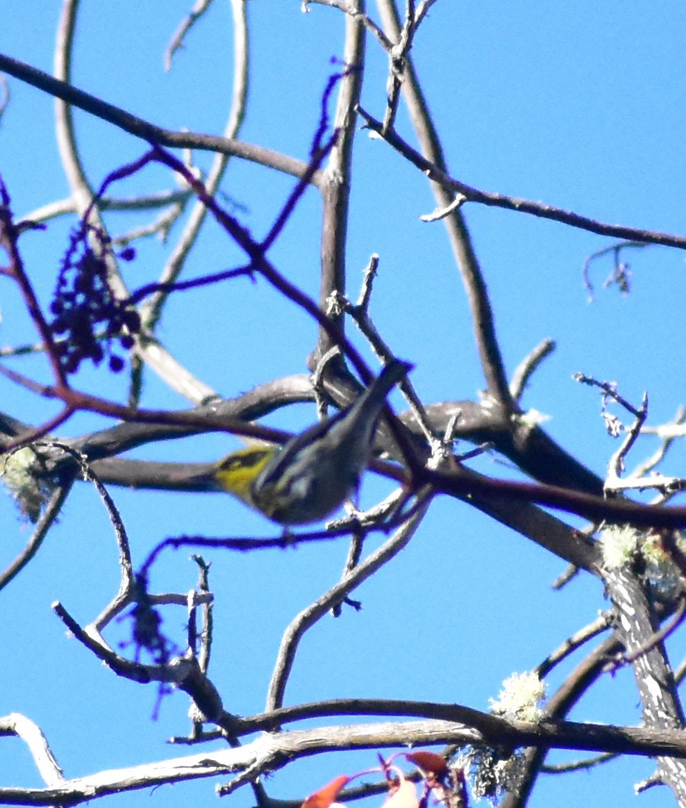 granparula - ML644496504