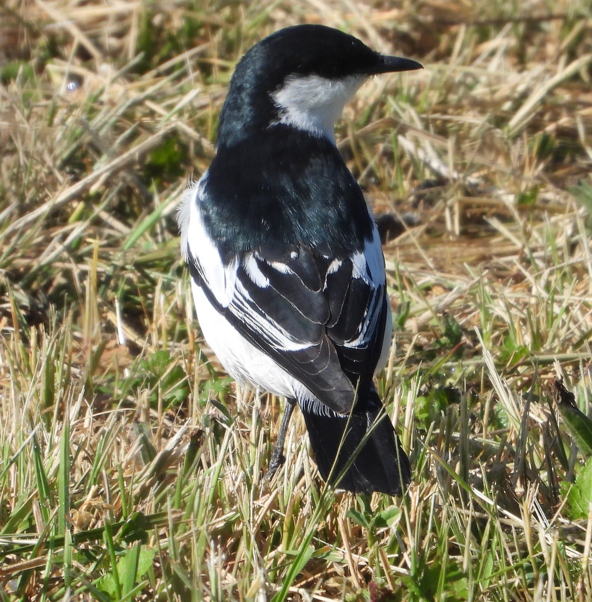 Échenilleur tricolore - ML644496505