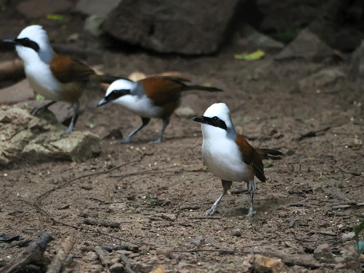 White-crested Laughingthrush - ML644496511