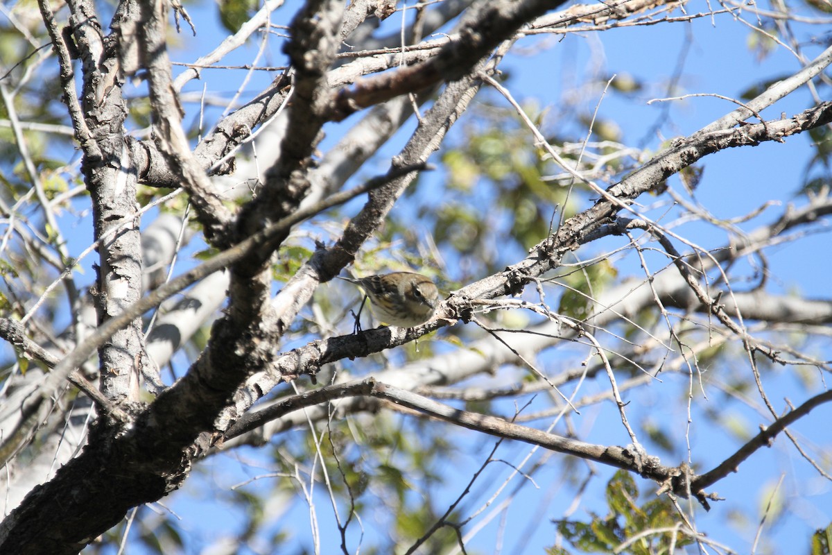 Yellow-rumped Warbler (Myrtle) - ML644496515