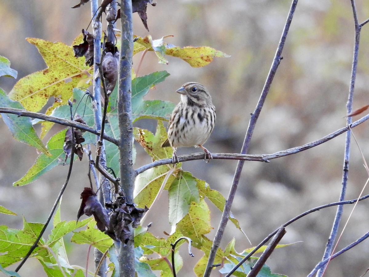 ウタスズメ - ML644496521
