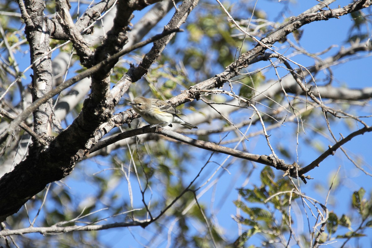 Yellow-rumped Warbler (Myrtle) - ML644496522