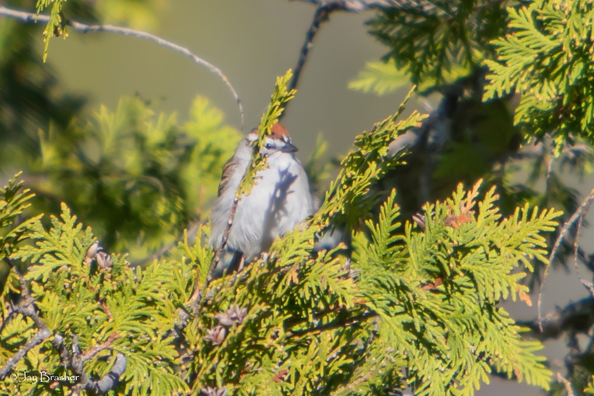 チャガシラヒメドリ - ML644496524