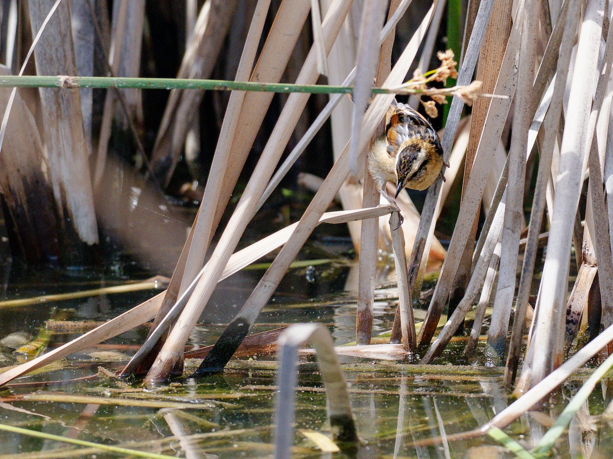 Wren-like Rushbird - ML644496527