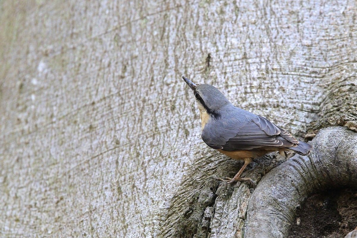 ゴジュウカラ - ML644496532