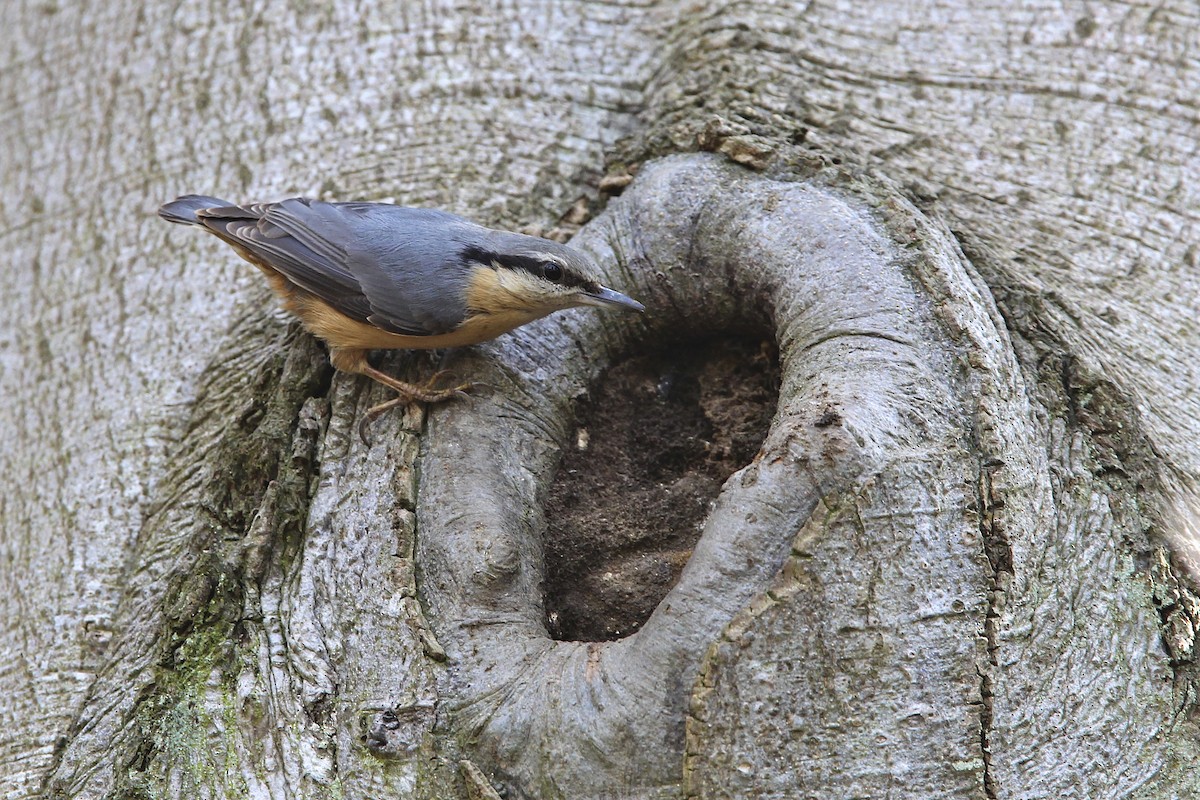 ゴジュウカラ - ML644496533