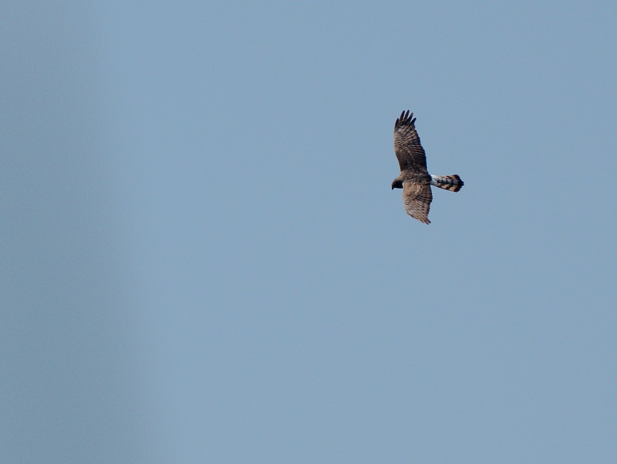 アンデスチュウヒ - ML644496534