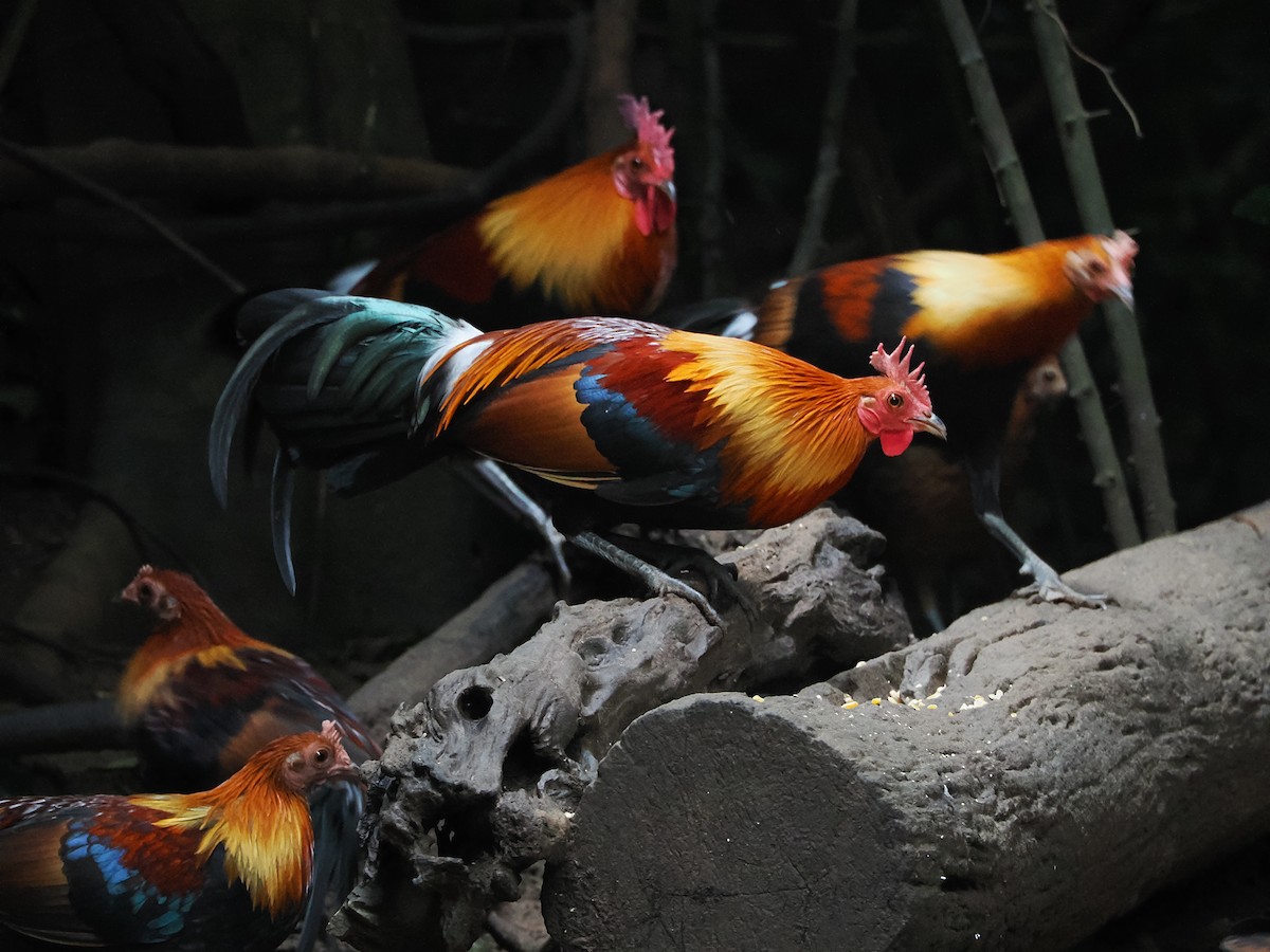 Курка банківська - ML644496536