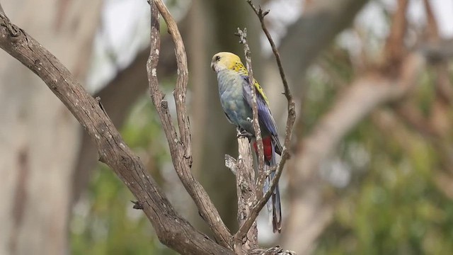 Pale-headed Rosella - ML644496537