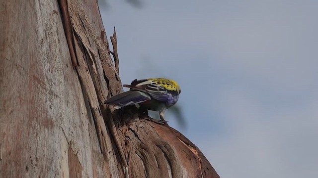 Pale-headed Rosella - ML644496538