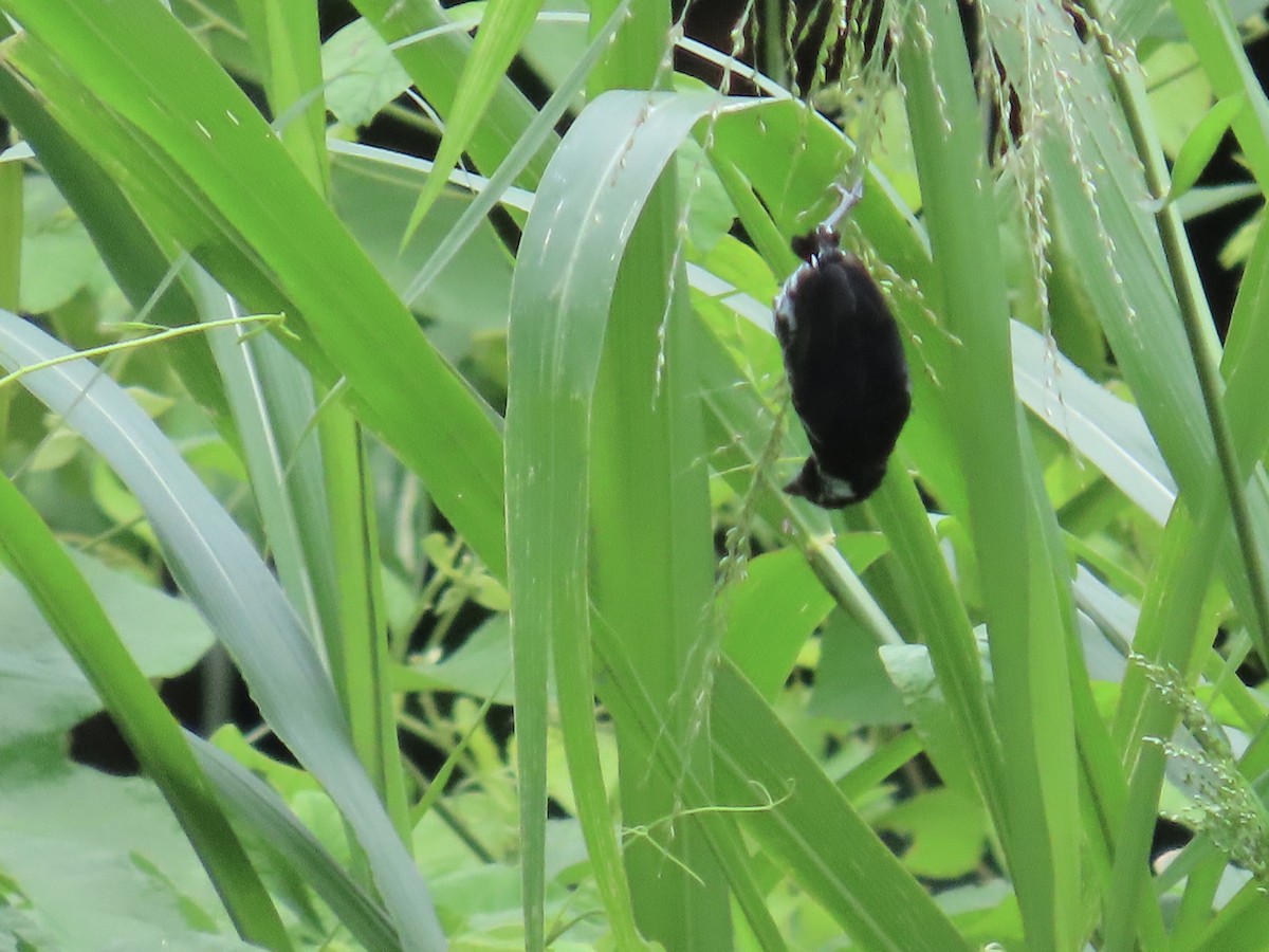 Чёрный просяночник - ML644496541