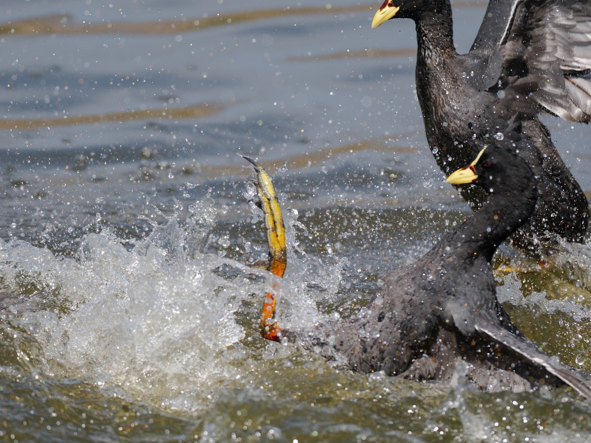 Foulque à jarretières - ML644496555