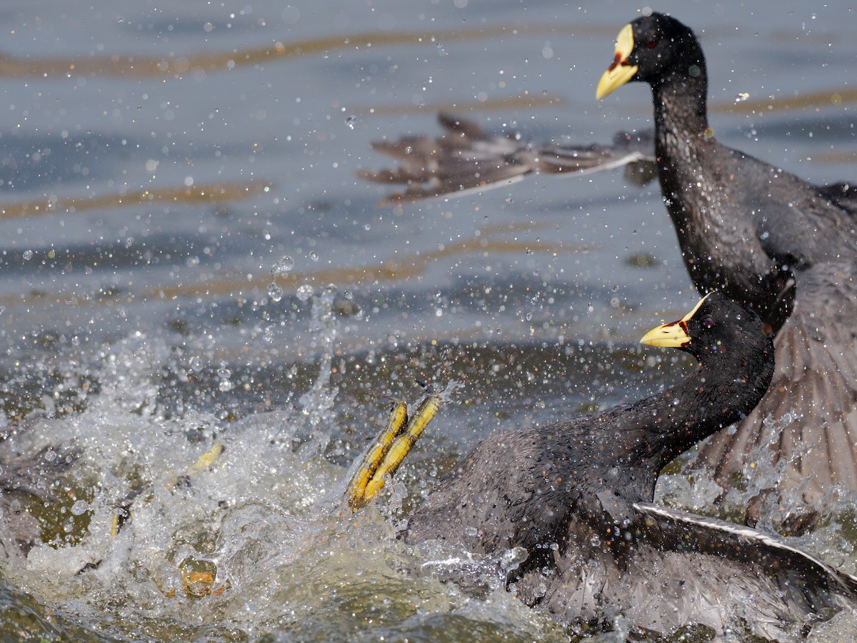 Foulque à jarretières - ML644496556