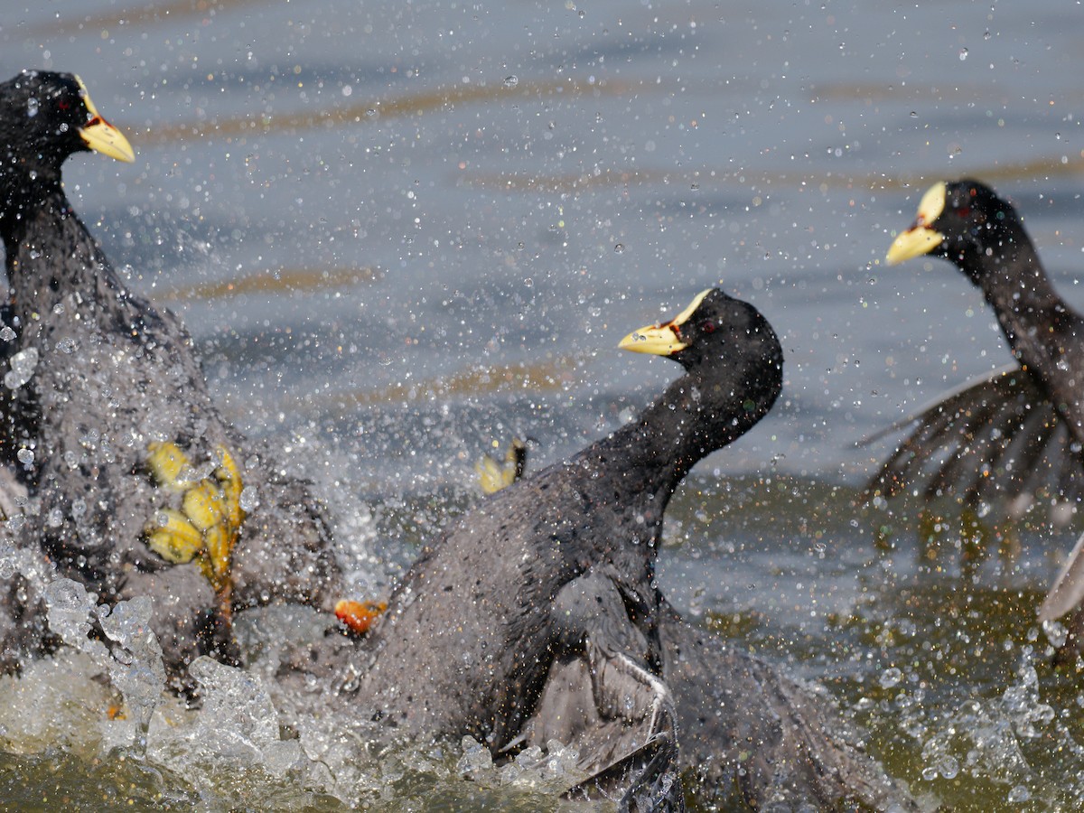 Foulque à jarretières - ML644496557