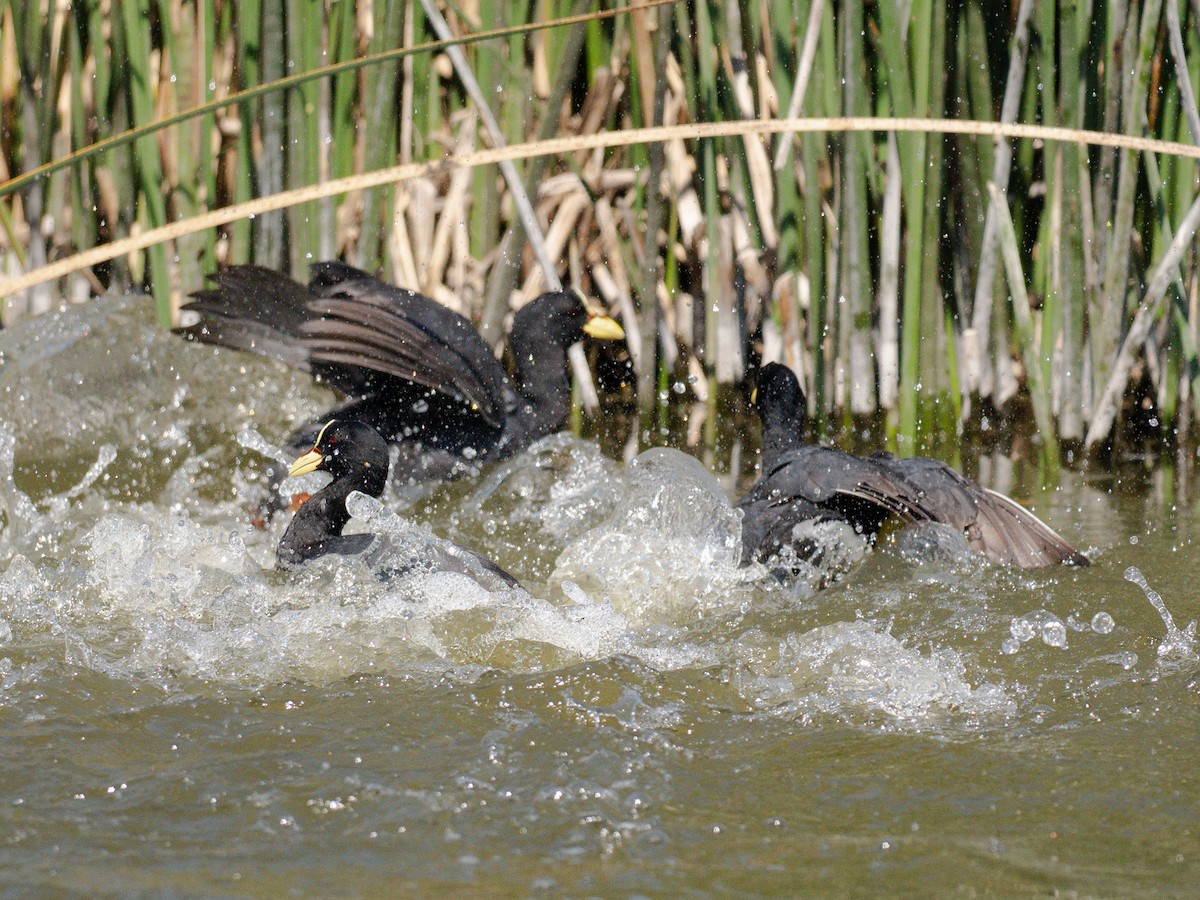 Foulque à jarretières - ML644496558