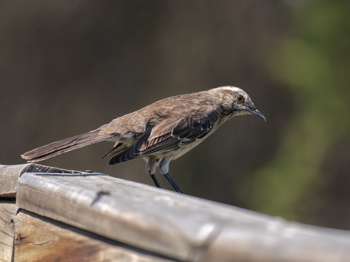 Чилийский пересмешник - ML644496560