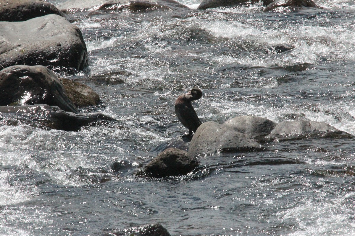 Blue Duck - ML644496565