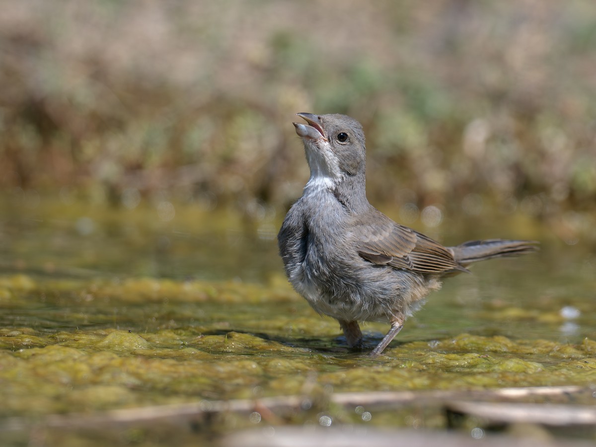 Diuca Finch - ML644496571