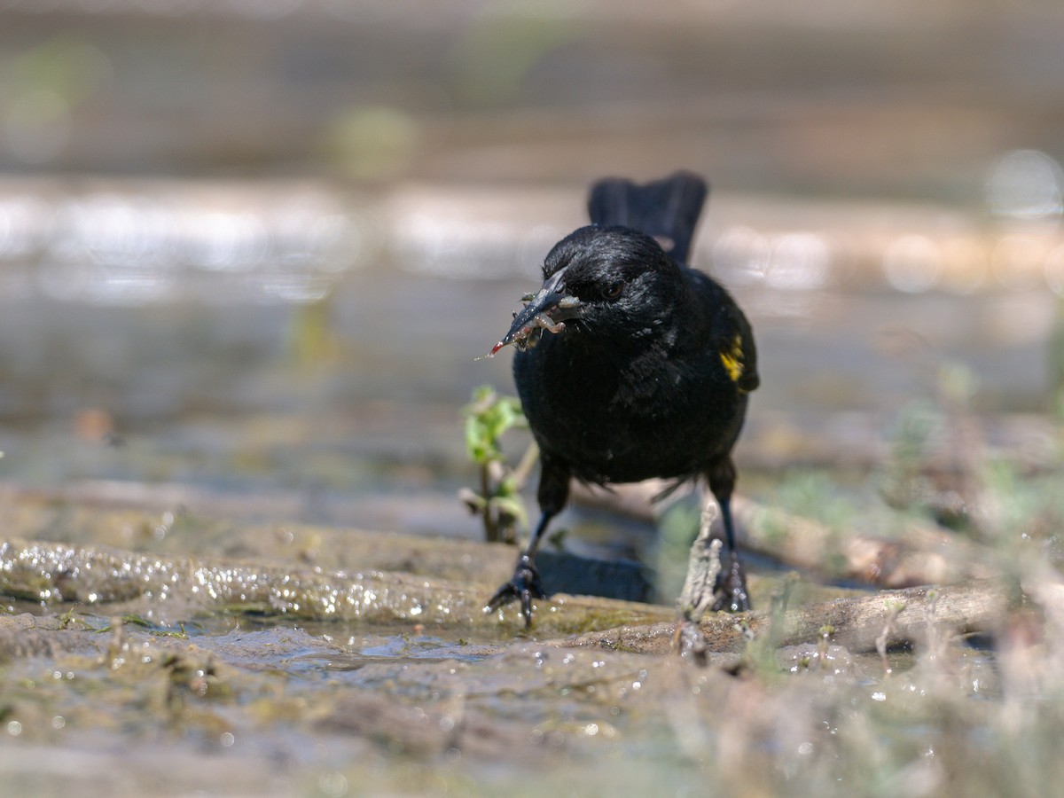 gulvingetrupial - ML644496575