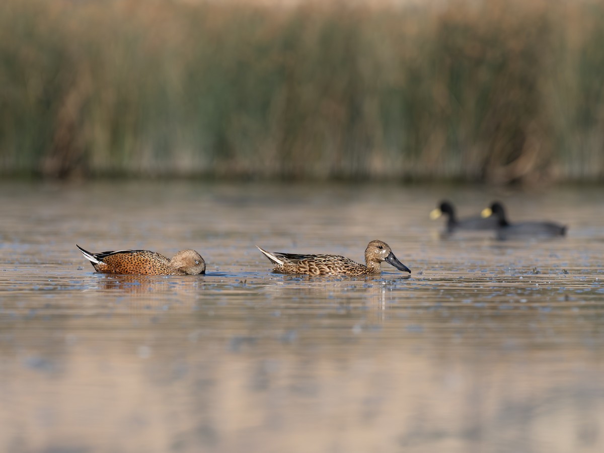 Red Shoveler - ML644496588