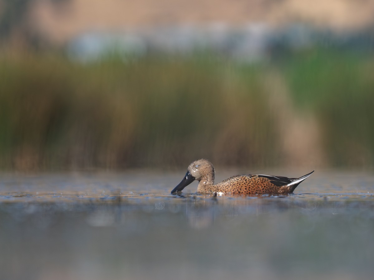 Red Shoveler - ML644496590