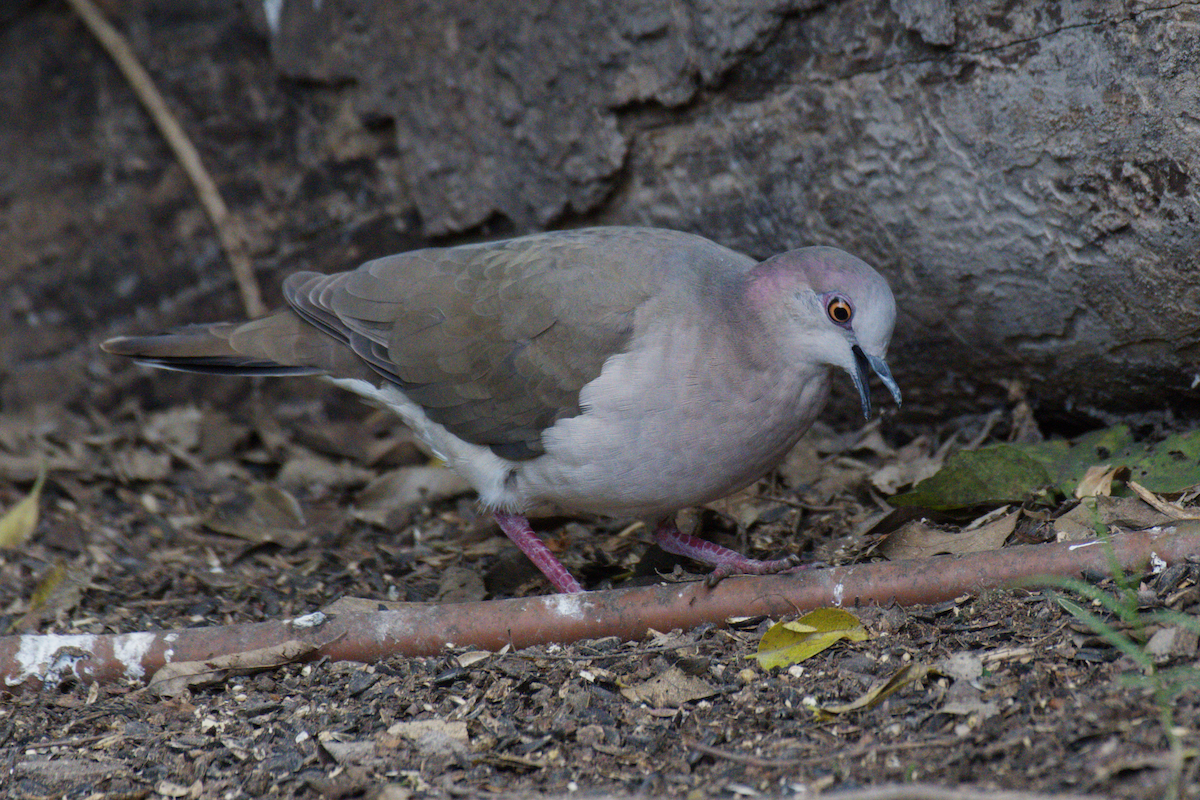White-tipped Dove - ML644496597