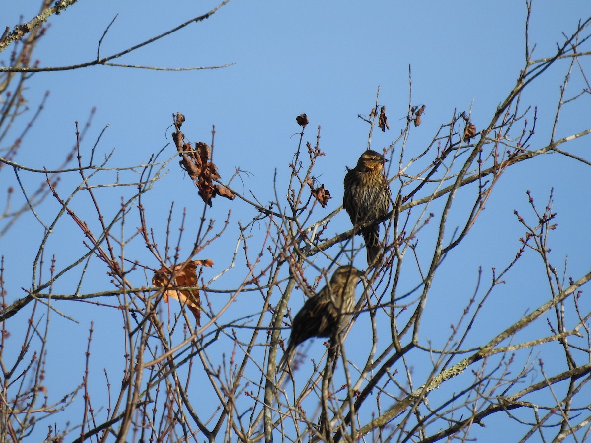 ハゴロモガラス - ML644496598