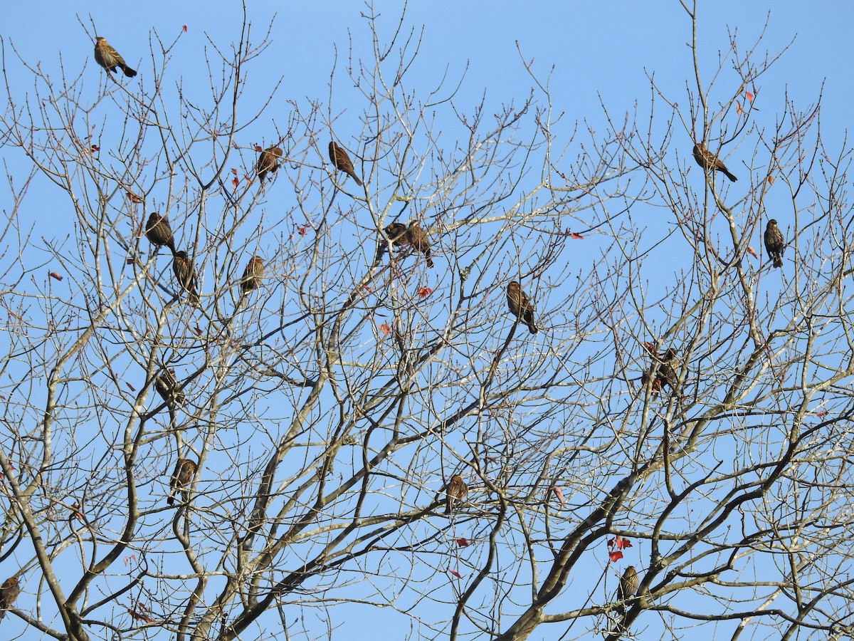 ハゴロモガラス - ML644496600