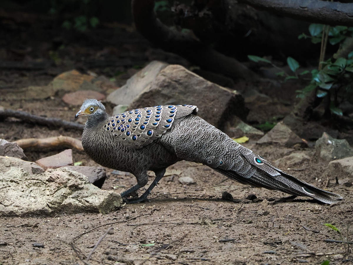 Gray Peacock-Pheasant - ML644496602