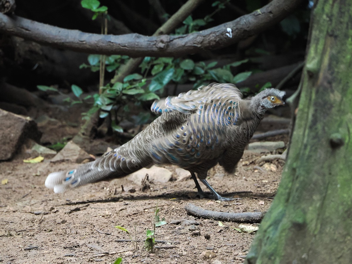 Gray Peacock-Pheasant - ML644496604