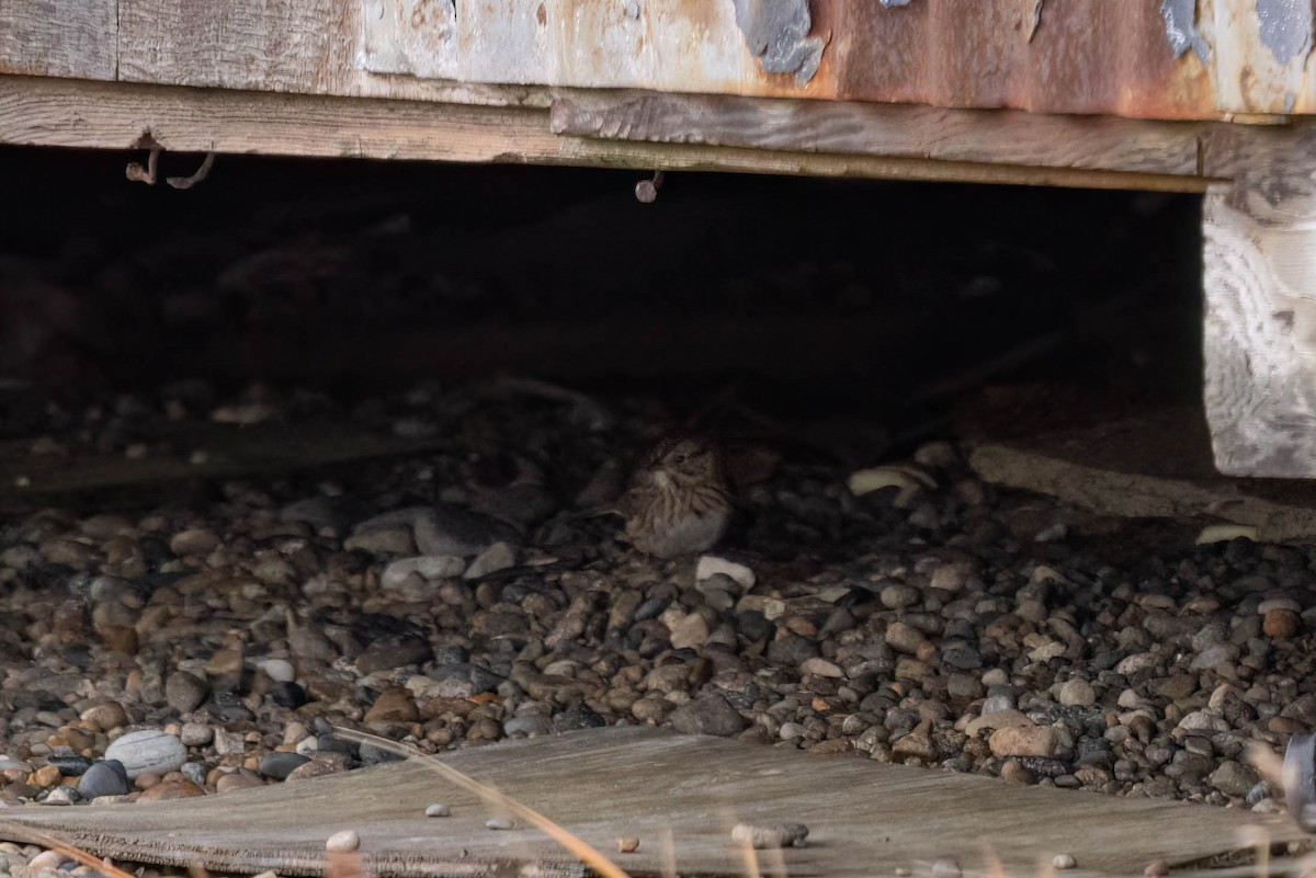 Lincoln's Sparrow - ML644496606