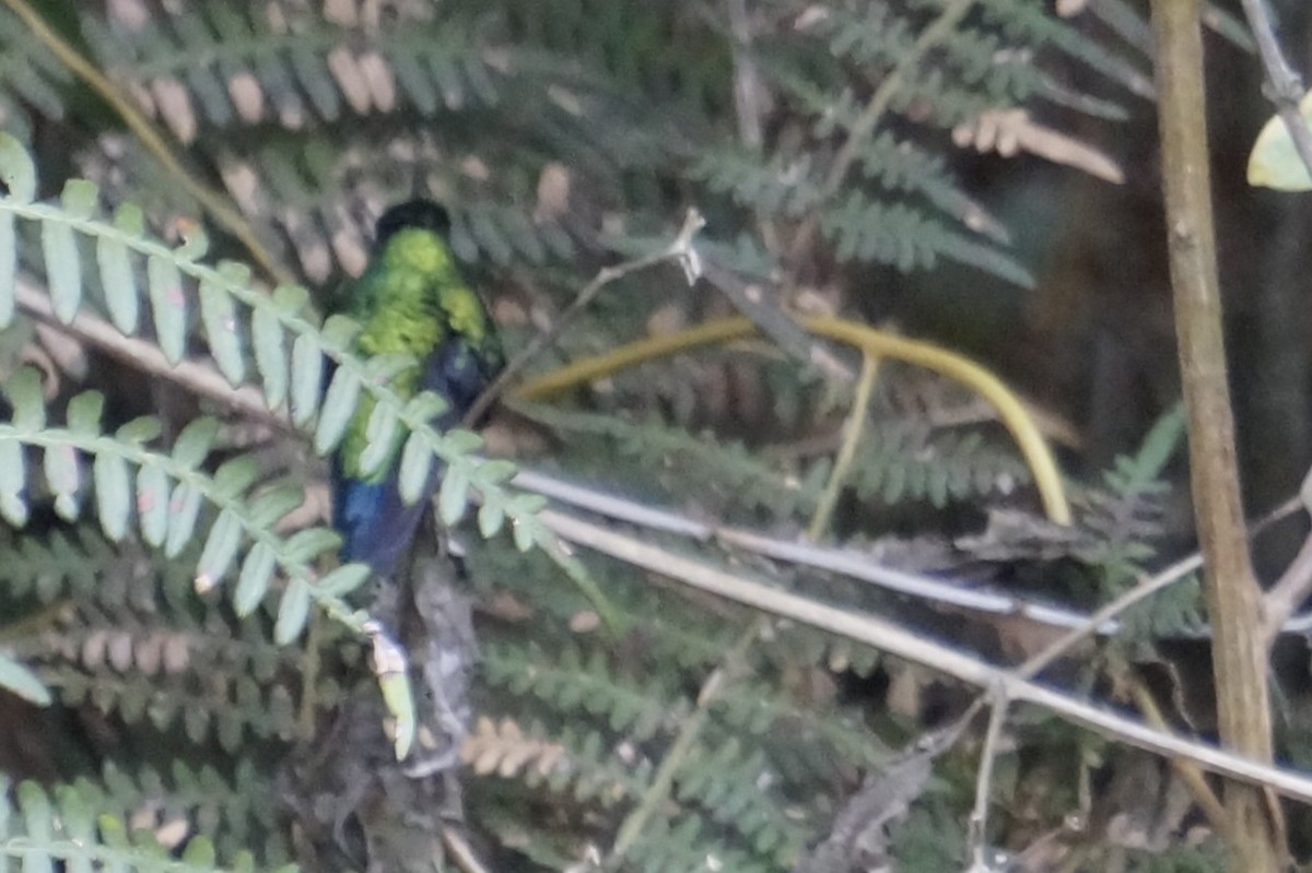 Western Emerald - ML644496615