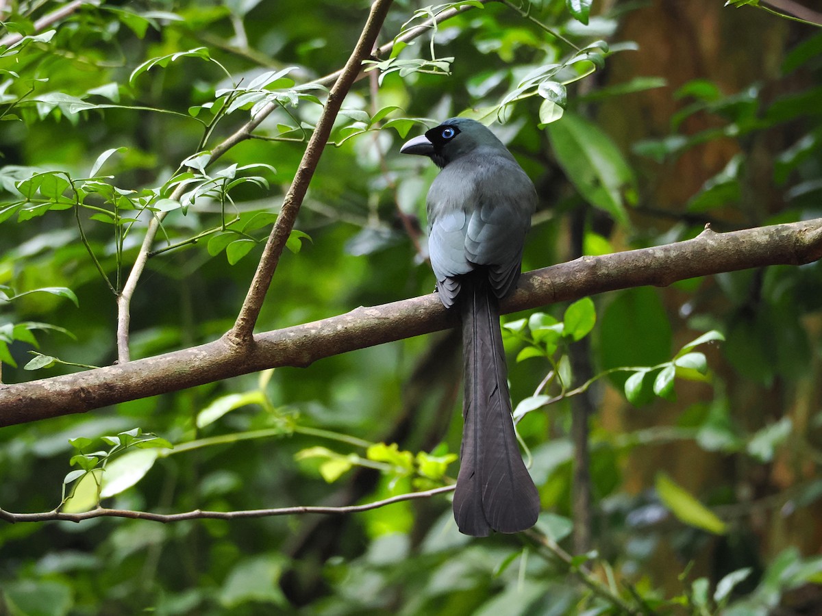 クロラケットオナガ - ML644496619