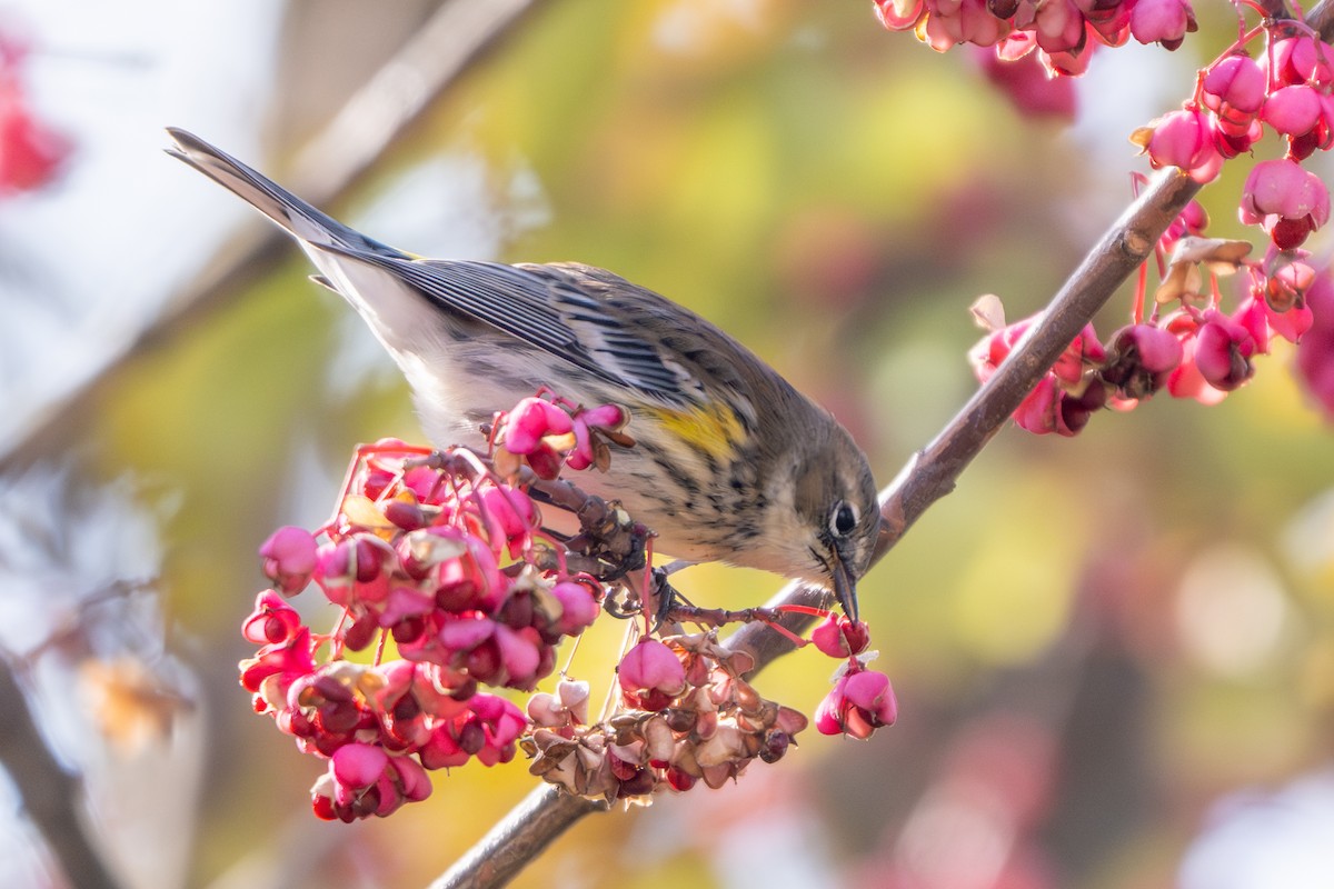 Paruline à croupion jaune - ML644496620