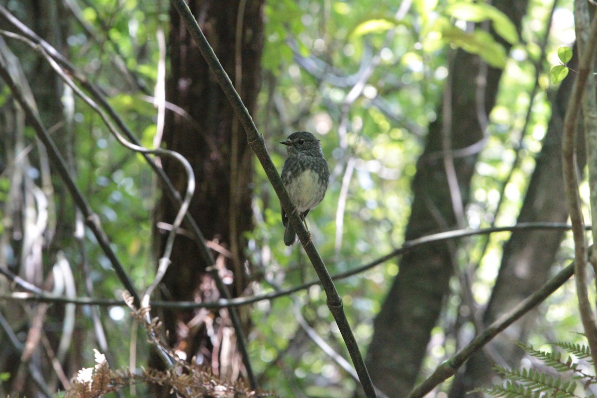 Miro de Garnot - ML644496633